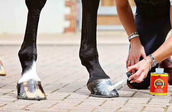 Leg & Hoof Care