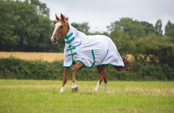 Fly Rugs