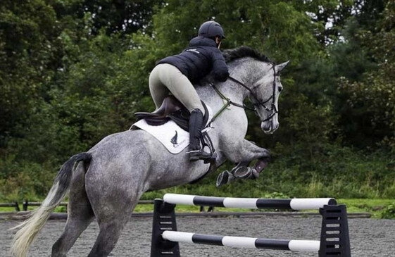 Classic Showjumps