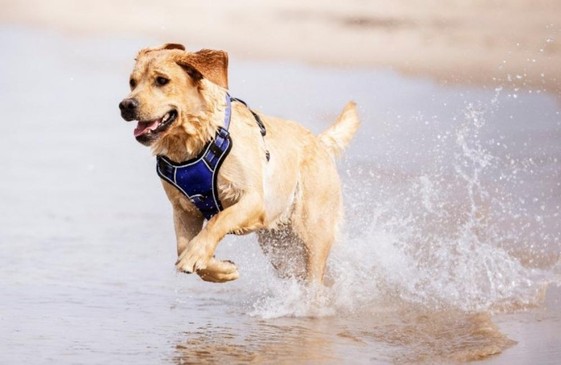 Dog Collars and Leads
