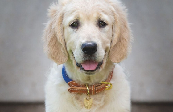 Dog Collars and Leads