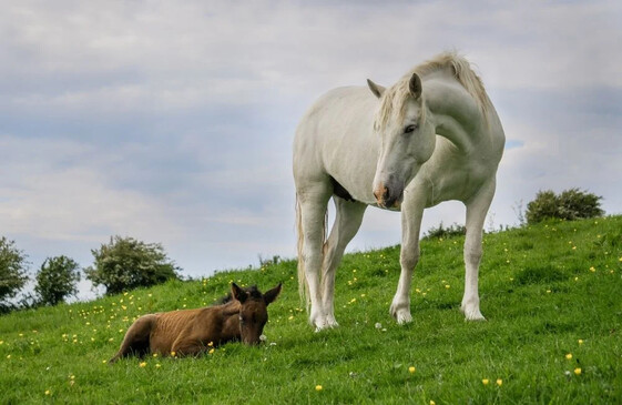 Foran Equine