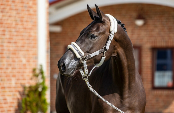 Headcollars & Leadropes