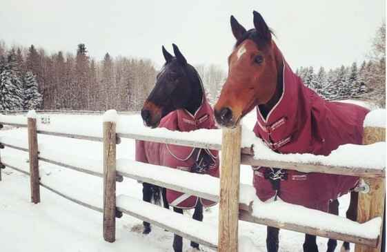 Horse