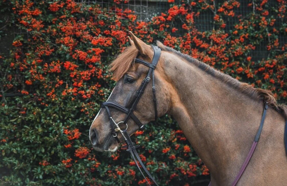 Mackey Equestrian