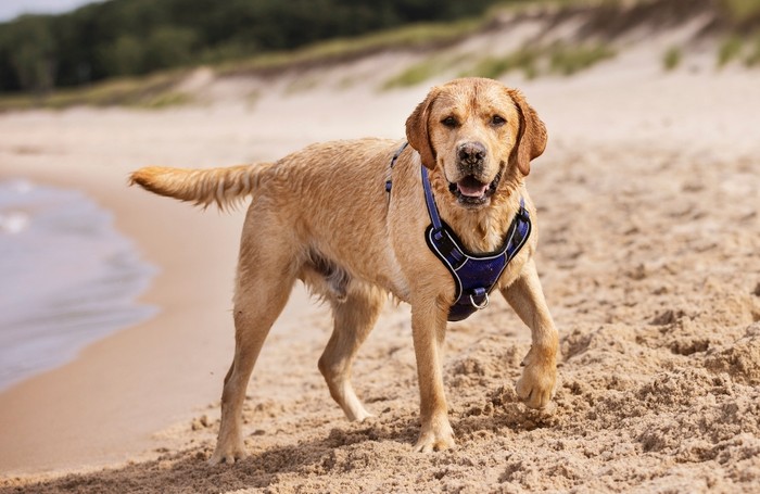 Dog Collars and Leads