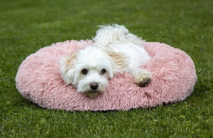 Dog Beds