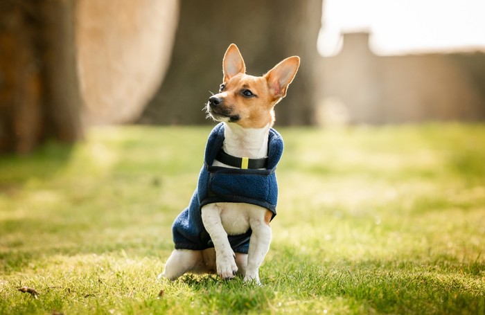 Dog Coats