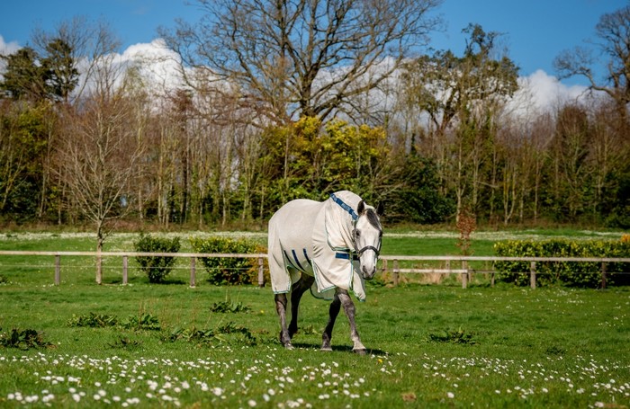 Horse Rugs