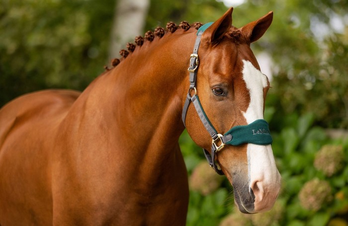 Headcollars & Leadropes