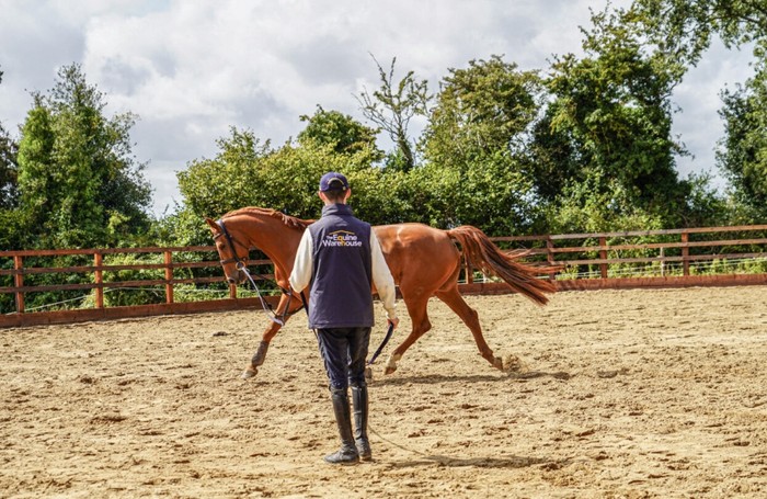Training & Lunging