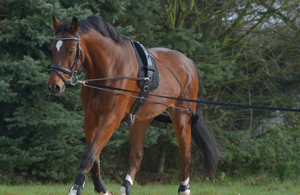 Training & Lunging Horse The Equine Warehouse