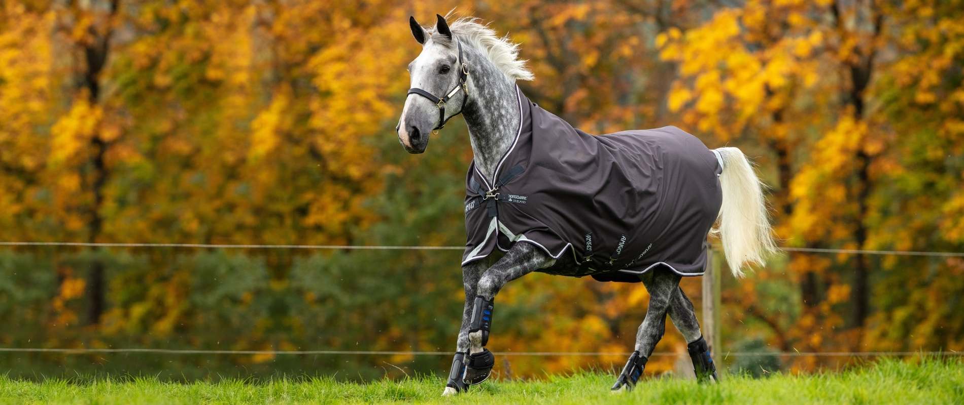 The Equine Warehouse