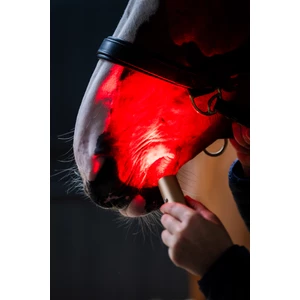 Horseware LED Red Light Therapy Wand in Black