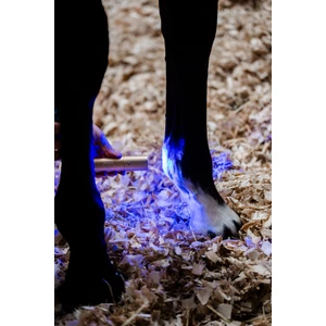 Horseware LED Red Light Therapy Wand in Black