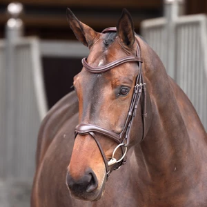 Velociti Lusso Elite Flash Bridle - Havana in Havana