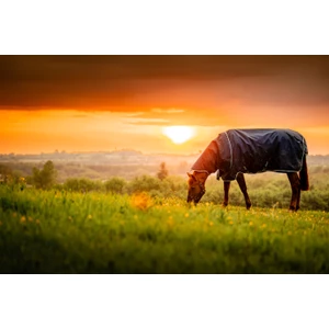 Horseware Amigo Amigo Ripstop 900D Plus Pony Turnout 200g  - Witney Navy in Witney Navy