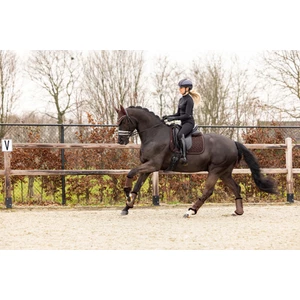 LeMieux Crystal Suede Dressage Square  - Brown in Brown