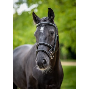 LeMieux Kudos Double Noseband Bridle  - Black/Silver 
