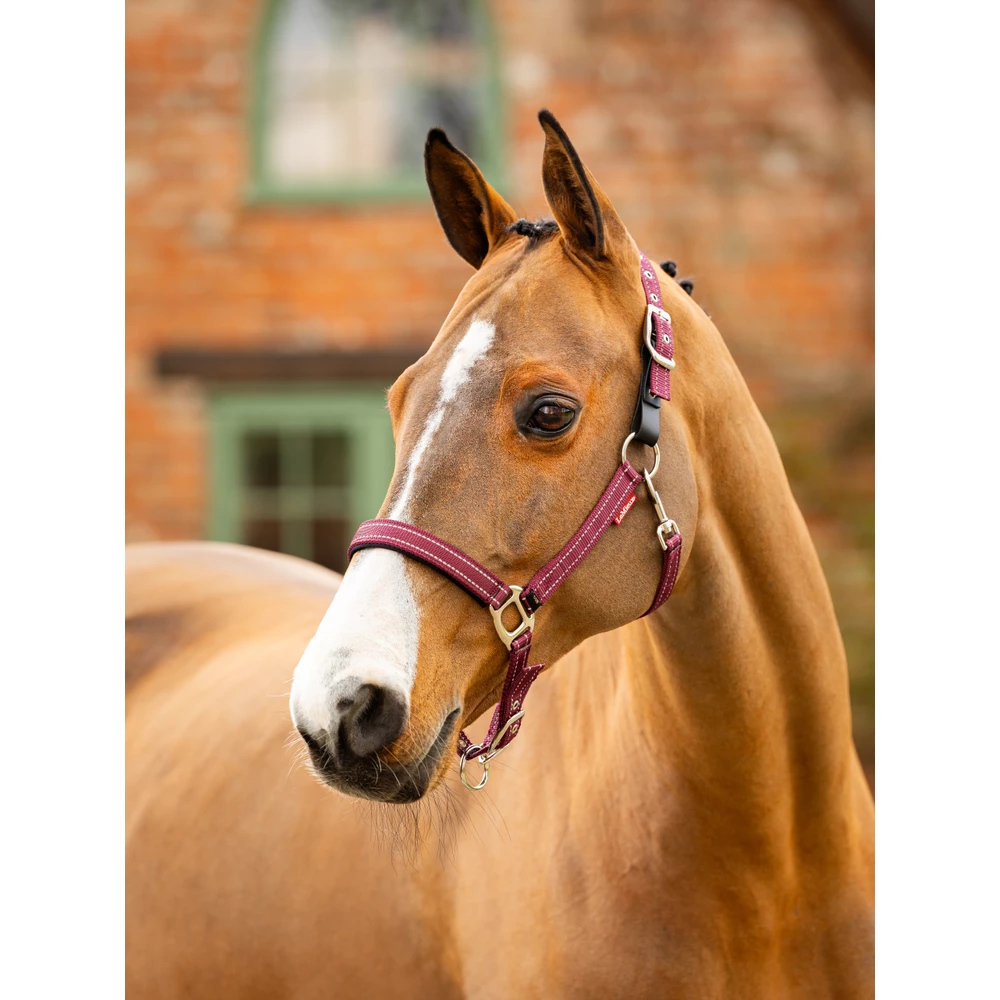 LeMieux Essential Yard Headcollar  - Burgundy in Burgundy