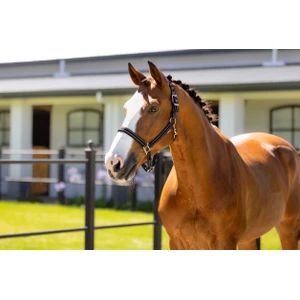 LeMieux Essential Yard Headcollar  - Black 