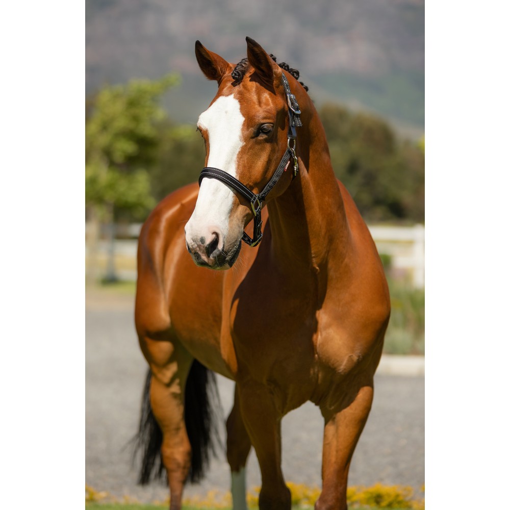 LeMieux Essential Yard Headcollar - Black