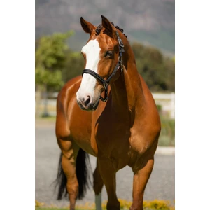 LeMieux Essential Yard Headcollar  - Black in Black