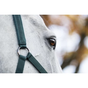 Horseware Amigo Horseware Headcollar & Leadrope - Dynasty Green 