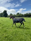 Horseware Amigo Amigo Ripstop 900D Foal Turnout 200g  - Black/Classic Blue in Black/Classic Blue