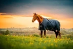 Horseware Amigo Amigo Ripstop 900D Pony Turnout 100g  - Witney Navy 