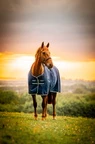 Horseware Amigo Amigo Ripstop 900D Pony Turnout 100g  - Witney Navy in Witney Navy