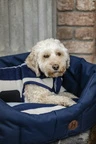 Horseware Newmarket Dog Bed - Witney Navy 