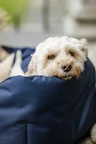 Horseware Newmarket Dog Bed - Witney Navy in Witney Navy