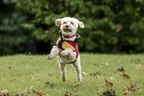 Horseware Newmarket Dog Fleece - Witney Gold 