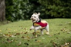 Horseware Newmarket Dog Fleece - Witney Gold in Witney Gold