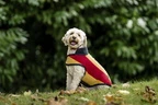 Horseware Newmarket Dog Fleece - Witney Gold in Witney Gold