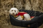 Horseware Newmarket Dog Fleece - Witney Gold in Witney Gold
