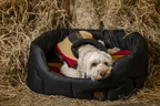Horseware Newmarket Dog Fleece - Witney Gold in Witney Gold