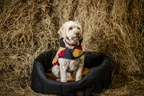 Horseware Newmarket Dog Fleece - Witney Gold in Witney Gold