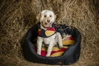 Horseware Newmarket Dog Fleece - Witney Gold in Witney Gold