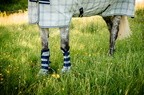 Horseware Newmarket Fly Boots - Witney Navy