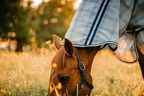 Horseware Rambo Horseware Newmarket Pony Plus Fly Sheet  - Witney Navy in Witney Navy