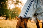 Horseware Rambo Horseware Newmarket Pony Plus Fly Sheet  - Witney Navy in Witney Navy
