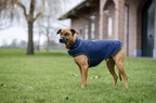 Horseware Signature Dog Rain Coat 100G - Navy 