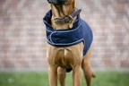 Horseware Signature Dog Rain Coat 100G - Navy in Navy