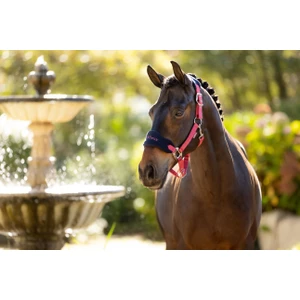 LeMieux Vogue Headcollar & Leadrope  - Cranberry in Cranberry
