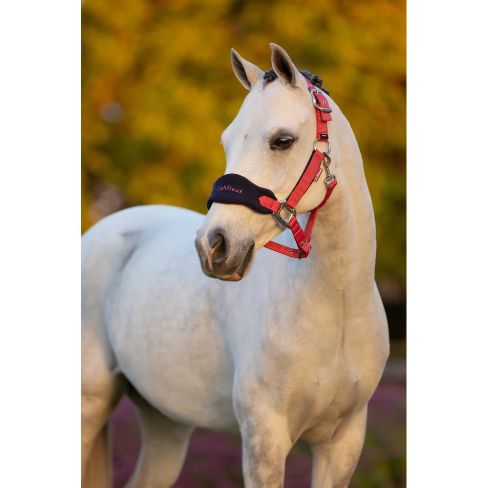 LeMieux Mini Vogue Headcollar & Leadrope  - Cranberry in Cranberry