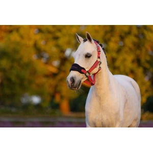 LeMieux Mini Vogue Headcollar & Leadrope  - Cranberry 