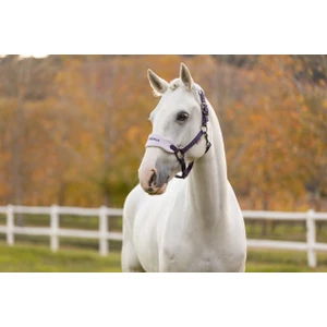 LeMieux Vogue Headcollar & Leadrope  - Juniper 