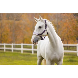 LeMieux Vogue Headcollar & Leadrope  - Juniper in Juniper